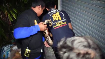 Four-Metre Long Python Caught Outside Shop