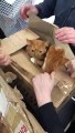 Ils découvrent 11 chats abandonnés dans des cartons scotchés !