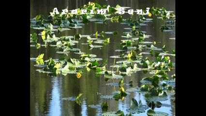 Ararım Seni Yazan Seslendiren  video Aynur Avcı