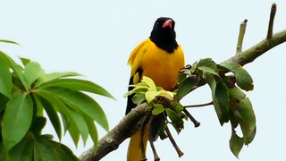 a very cute yellow bird with black head try to telling me something sitting on a tree