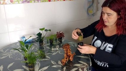 Cómo enraizar plantas acuáticas