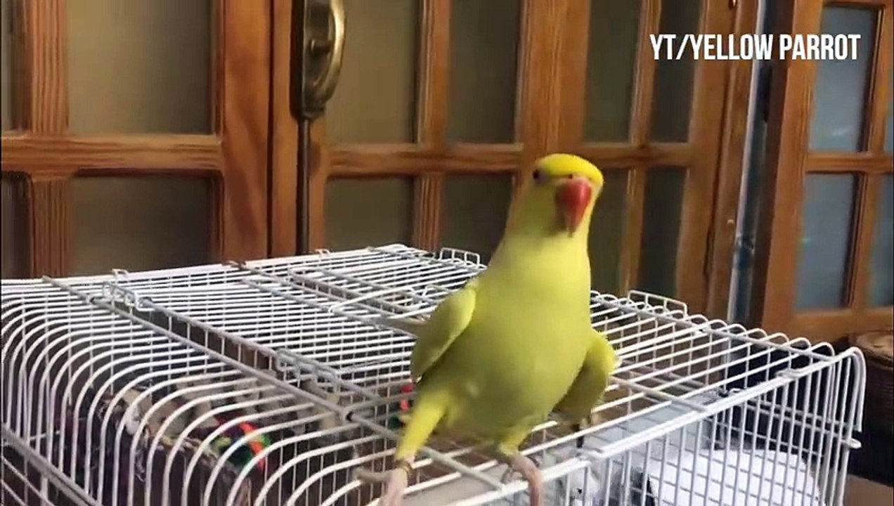 Funny Parrots and Cute Birds Compilation #103