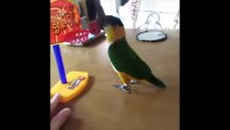 Funny Parrots and Cute Birds Compilation #106