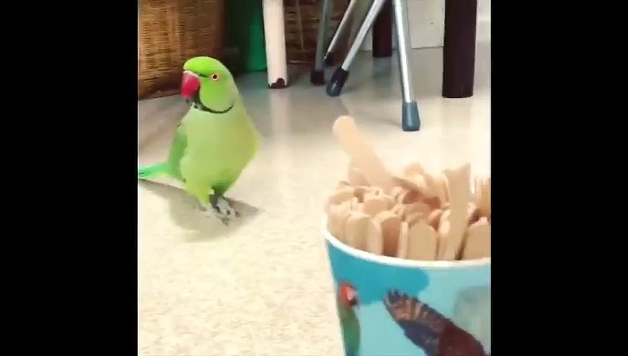 Funny Parrots and Cute Birds Compilation #107