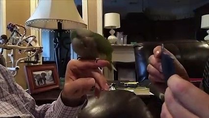 Funny Parrots and Cute Birds Compilation #108