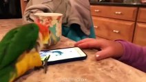 Funny Parrots and Cute Birds Compilation #109