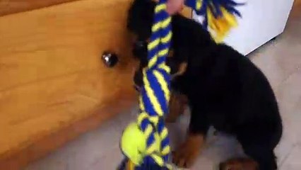 Rottweiler Puppy 10 weeks old- in Snow