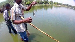 Pond fishing using unique technique | Meenavan Fishing