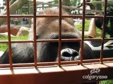 Quand des gorilles tombent sur une petite chenille... réaction adorable