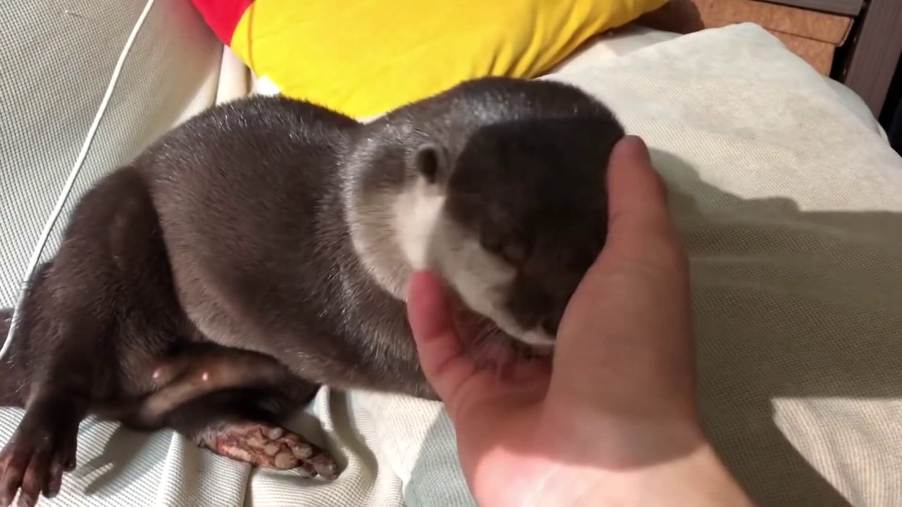 Quoi de plus adorable qu'une petite loutre... Craquant