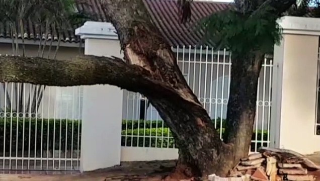 Árvore cai e atrapalha fluxo de veículos no Centro
