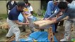 Dangerous Fast Big Tree Felling Cutting Down Turbo ChainSaw Skills Debark Log Splitter Technology(1)