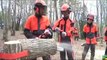 Dangerous Fastest Biggest Tree Top Felling Cutting Down Latest Turbo ChainSaw Technology Skills(1)