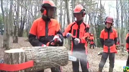 Dangerous Fastest Biggest Tree Top Felling Cutting Down Latest Turbo ChainSaw Technology Skills(1)