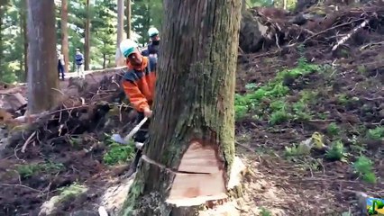 Dangerous Turbo ChainSaw Skills Technology Fast Big Tree Felling Cutting Down Latest  Transportation(1)