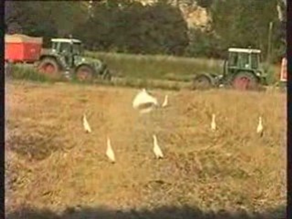 moisson a tarascon 3