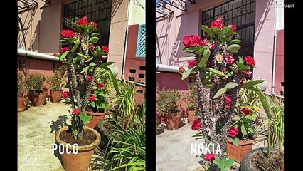 Nokia 8.1 Vs Poco F1 In-depth Camera Comparison - Who Is Better
