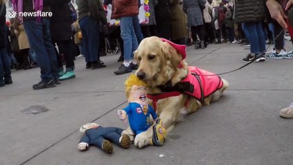 Donald Trump doll mauled by pet dog at London Women's March