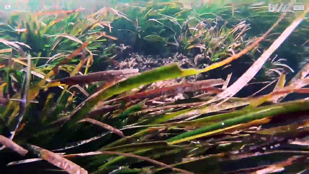 This octopus is a master in camouflage