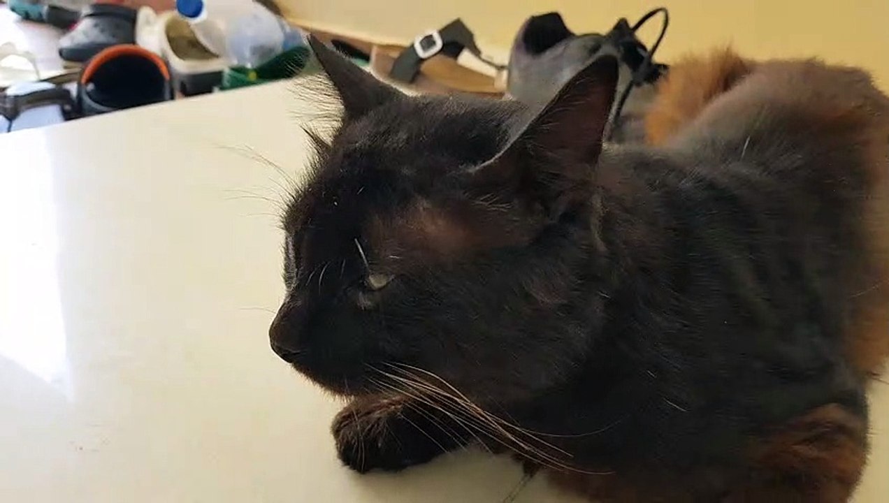 My black cat
