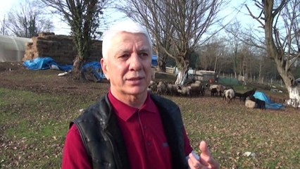 1'e 5 Veren Romonoz Koyunları Sayesinde Paraya Para Demiyor