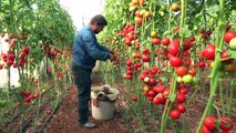 Salkım domates üreticisini sevindirdi - MERSİN