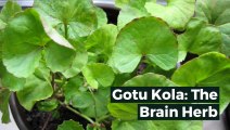 Gotu Kola (Centella asiatica); Nutritional Properties and Plausible Health Benefits