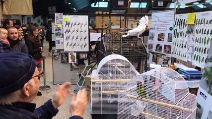 Charlie, le perroquet danseur de la