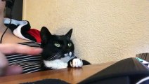 Ce chat n'abandonne jamais il veut sa patte sur le bureau !