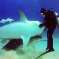 Ce requin veut manger la manette de plongée d'un plongeur affolé !