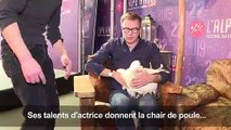 Festival de l'Alpe d'Huez: des poules à l'affiche de 