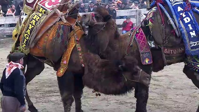 37. Selçuk Efes Deve Güreşi Festivali - İZMİR