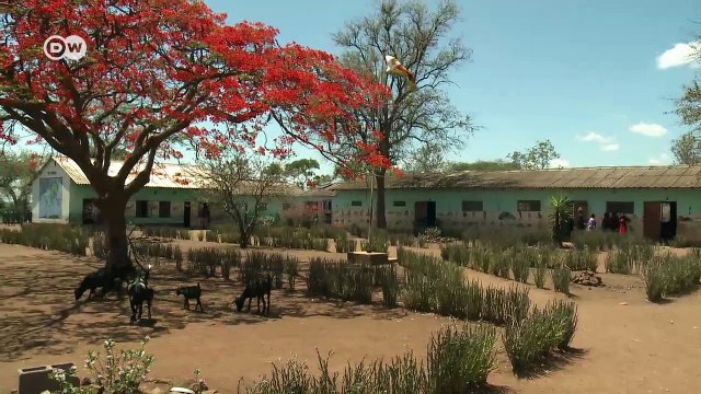 Zimbabwe: A shelter for endangered African wild dog | DW Stories