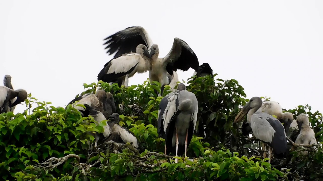 This Big Bird Are Enjoy There Time With There Friend And Family