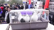 İzmir Güvercinler Kemalpaşa'da 'Güzellik' İçin Yarıştı