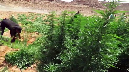 شاهد لقطات من الحرب على الإرهاب والمخدرات فى عيد الشرطة