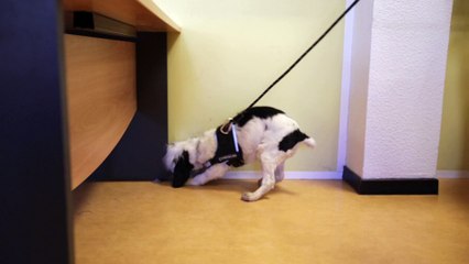 Ce chien est dressé pour traquer les punaises de lit