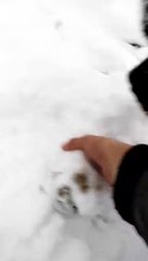 Mona, Rottweiler playing in snow