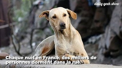 Les SDF pourront bientôt passer la nuit au chaud à Avignon avec leur chien