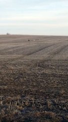 Labrador perdido voltou a casa com dois novos amigos