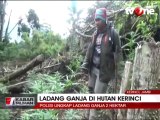 Polisi Ungkap 2 Hektar Ladang Ganja di Kerinci