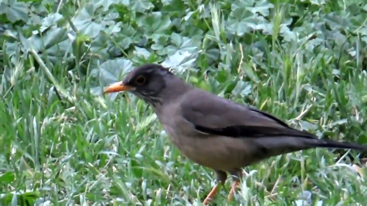 Aves de Chile: El Zorzal