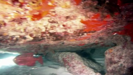 都市伝説の真相 #01 「アトランティス」