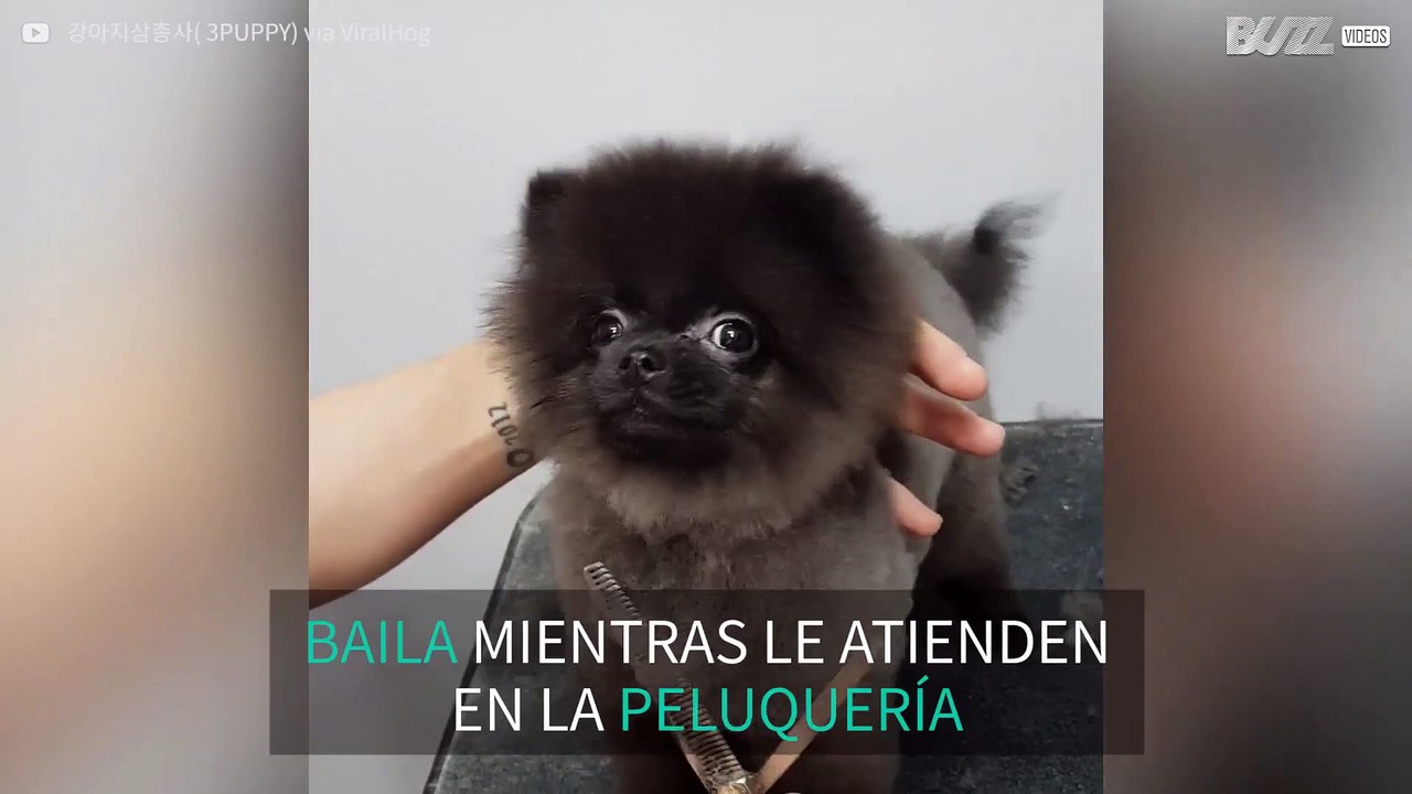 El perrito que rompe las redes con su curioso baile