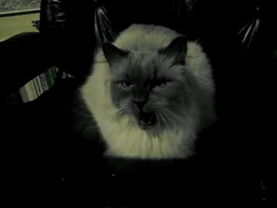 Kittenyawn