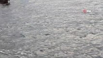 Kaş Kıyılarında Akdeniz Foku Görüldü
