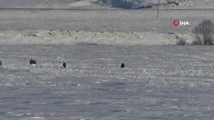 Kars'ta Aç Kalan Domuz Sürüsü Köye İndi