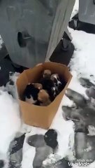 Yavru köpekleri kutuya koyup terk etti