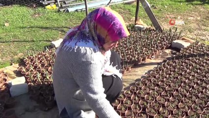 Aldığı Teşvik ile Lale, Sümbül ve Nergis Yetiştiriyor