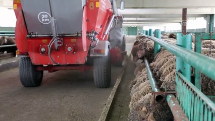 TKDK desteğiyle 'merasız koyunculuk' başarısı - AFYONKARAHİSAR